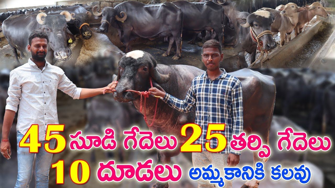 45 సూడి గేదెలు 25 తర్పి గేదెలు 10 దూడలు అమ్మకానికి కలవు | Sold Out |Calfs for sale | CBNews