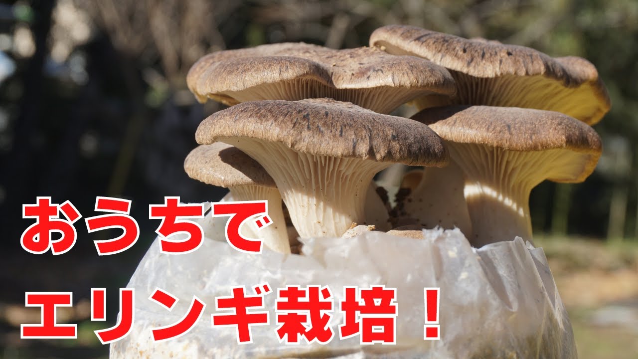自宅でエリンギを栽培しました【栽培準備～成長する様子～収穫】