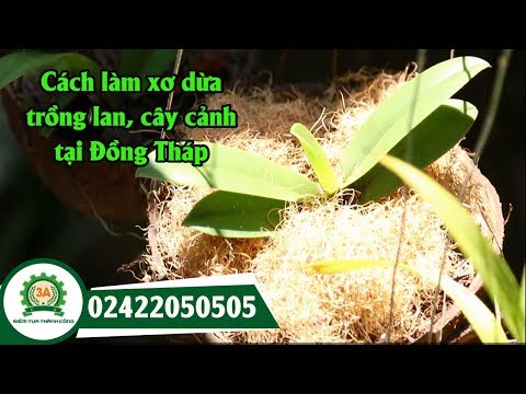 XỬ LÝ XƠ DỪA TRỒNG LAN || Cách làm xơ dừa trồng lan của nông dân Đồng Tháp | Foci