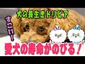 愛犬の長生きトリビア TOP7