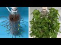Plant Mint with plastic bottles