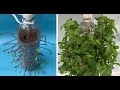 Growing herbs in plastic bottles, gardening, growing fresh vegetables, tips on growing herbs