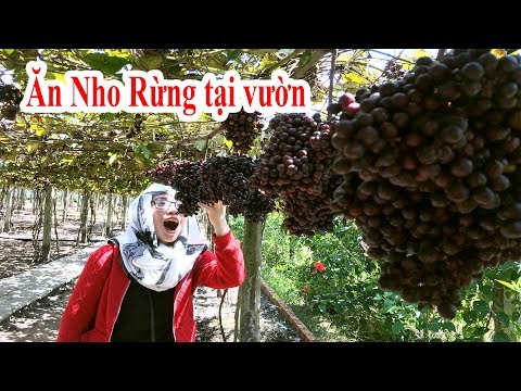 Video Vườn Nho Rừng tuyệt đẹp dưới chân núi Bà Đen Tây Ninh - youtube