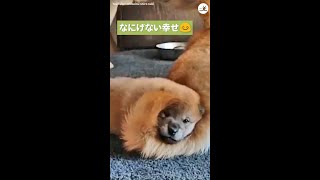 【家族団らん♡】柴犬家族のまったりタイムを覗いてみたら…