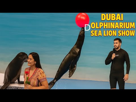 Dubai Dolphinarium Seal Lion Show | Must Visit #Dubai #family #fun