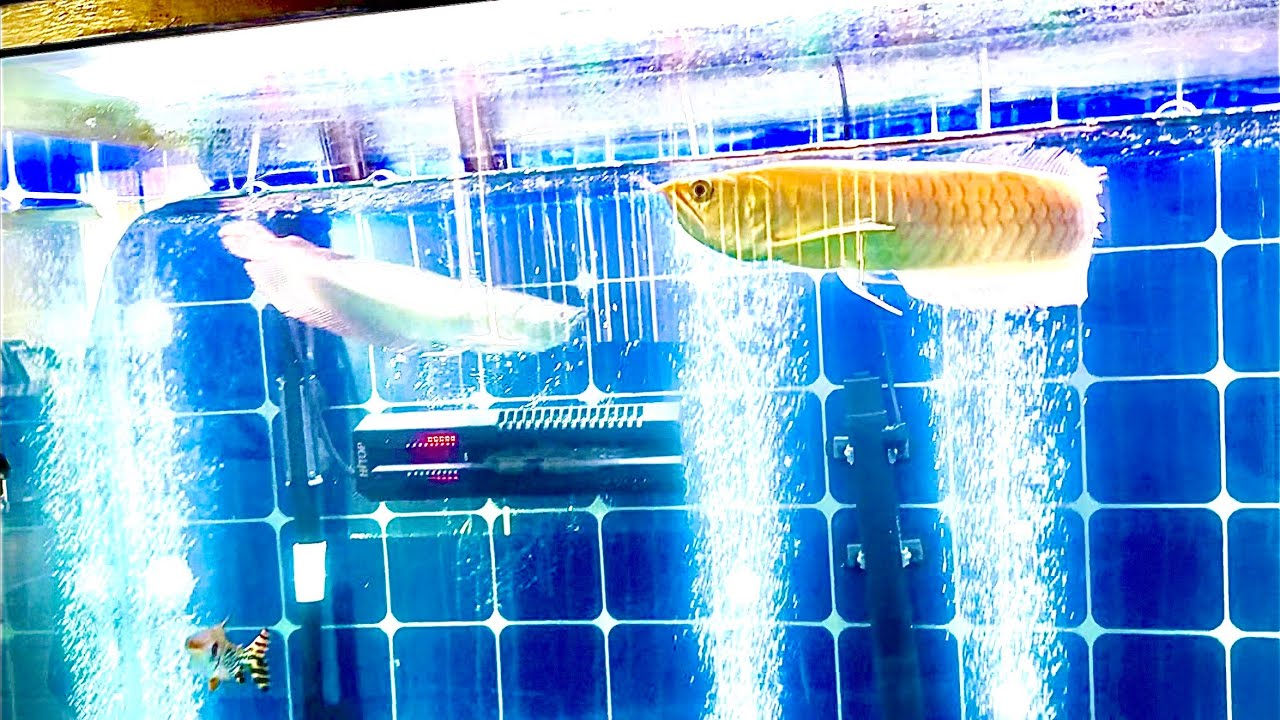 Khám Phá Khám Hồ Cá