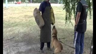 American Staffordshire Terrier Toltek Shrek 2013 07 27