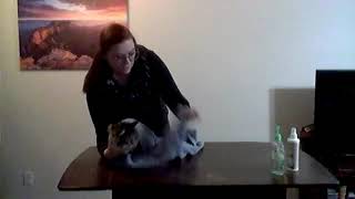 Vet Science Skill VII: Preparing a Feline for a Temperature Check