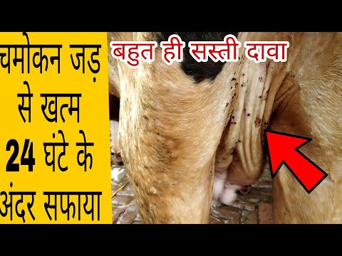 वीडियो: जानवर सर्दी से कैसे निपटते हैं