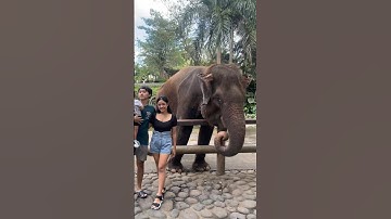 Melihat gajah besar #bermainsambilbelajar #gajah #fyp #hewan #balizoo #lucu #viral #bermain