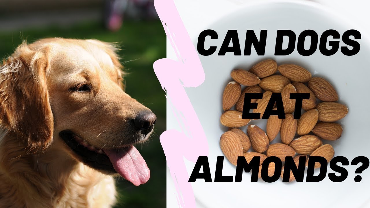 Can Dogs Eat Almonds? 7 Dangers Of Almonds For Dogs🐶