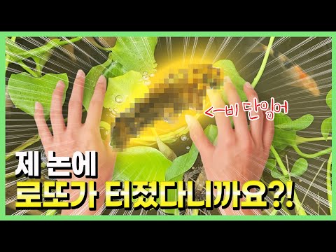150일 만에 비단잉어 잭팟이 터졌습니다 하하하하