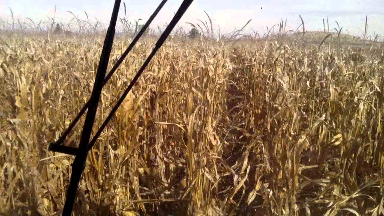 Cosechando maíz con una 9760sts 16.5ton/ha