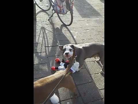 PITBULLS SCHEUREN ZWARTE PIETEN IN STUKKEN !! ZWARTE PIET IS RACISME !!