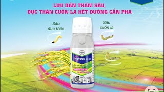 Vayego 200SC - ĐỤC THÂN CUỐN LÁ HẾT ĐƯỜNG CẮN PHÁ