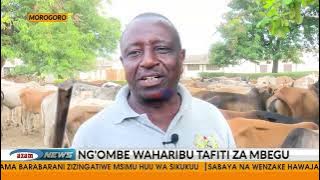 Ng'ombe 208 wakamatwa  Morogoro kwa madai ya kuharibu mbegu