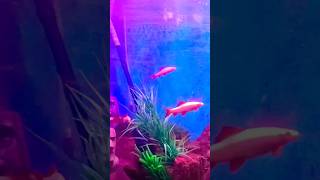 Aquarium Fish Tube Shorts