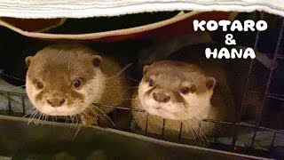 カワウソコタローとハナ　先に寝ようとすると怒られるコタロー　Otter Kotaro&Hana Peek-A-Boo Bedtime