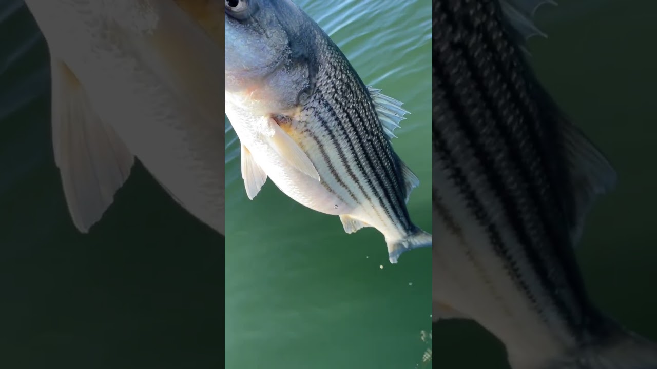 Cooking first fish I catch… 