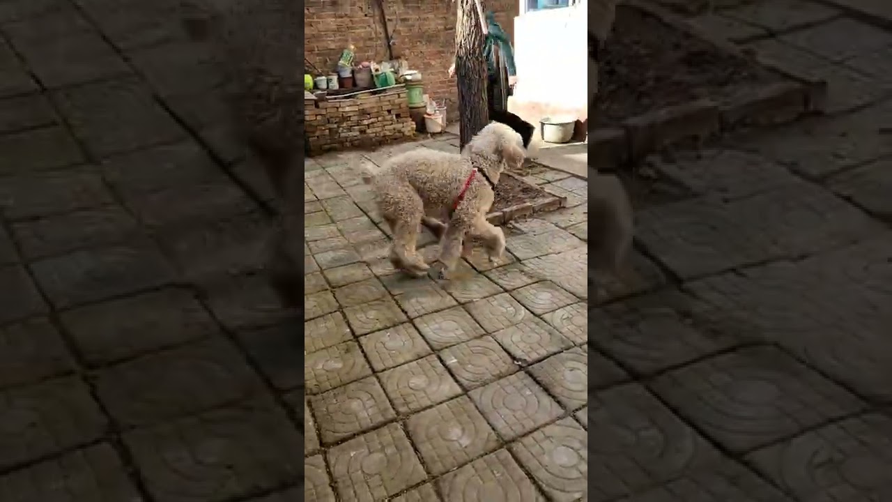 My standard poodle loves chasing human！
