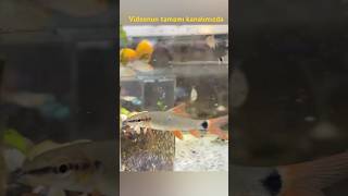 Altın akvaryum petshop güncel akvaryum balık fiyatları #akvaryumbalıkları #akvaryum #izmir