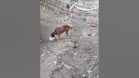 Anjing terbaik pemburu rusa