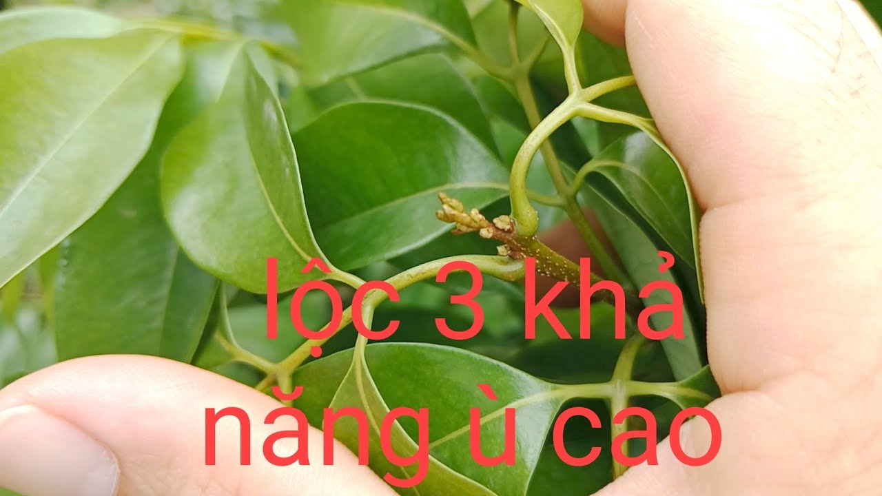 Vải thiều chính vụ lộc 3 đã báo 50% 