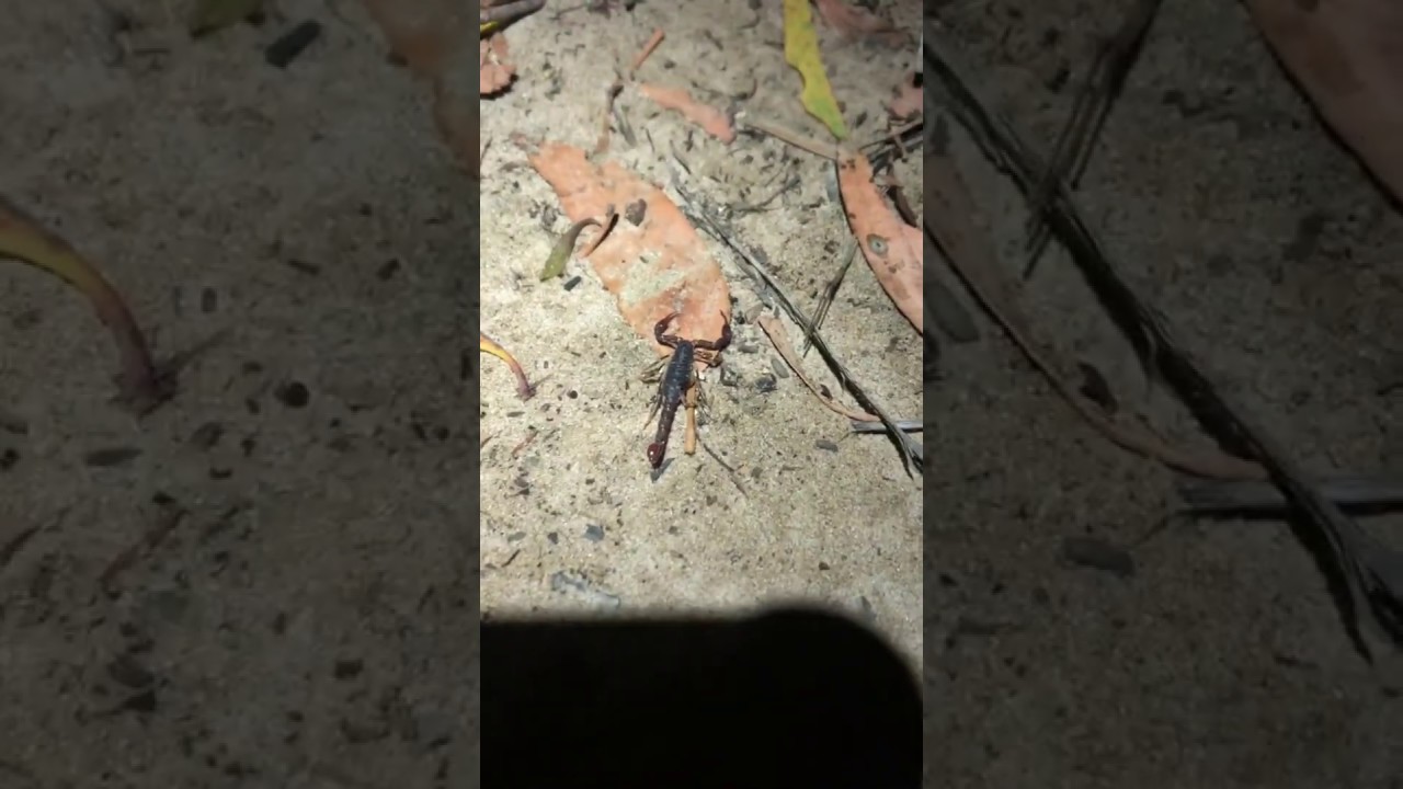 Wood or Forest Scorpion (Cercophonius squama) @ Tasmania