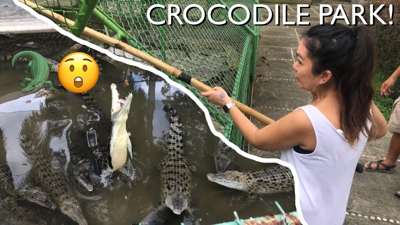 Feeding the Crocodiles in the Philippines I Crocodile Park I PHILIPPINES