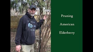 Pruning American Elderberry