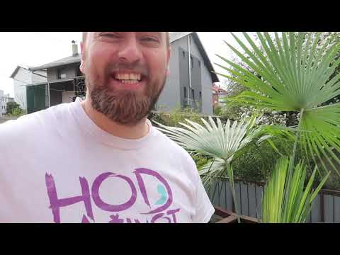 Video: Orezivanje palme - kako i kada orezati palmu
