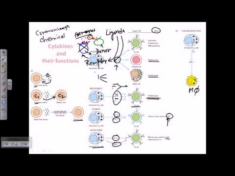 Cytokines and cytokine receptors