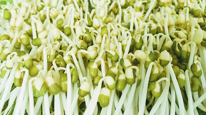 Top 9 cách làm rau giá tại nhà