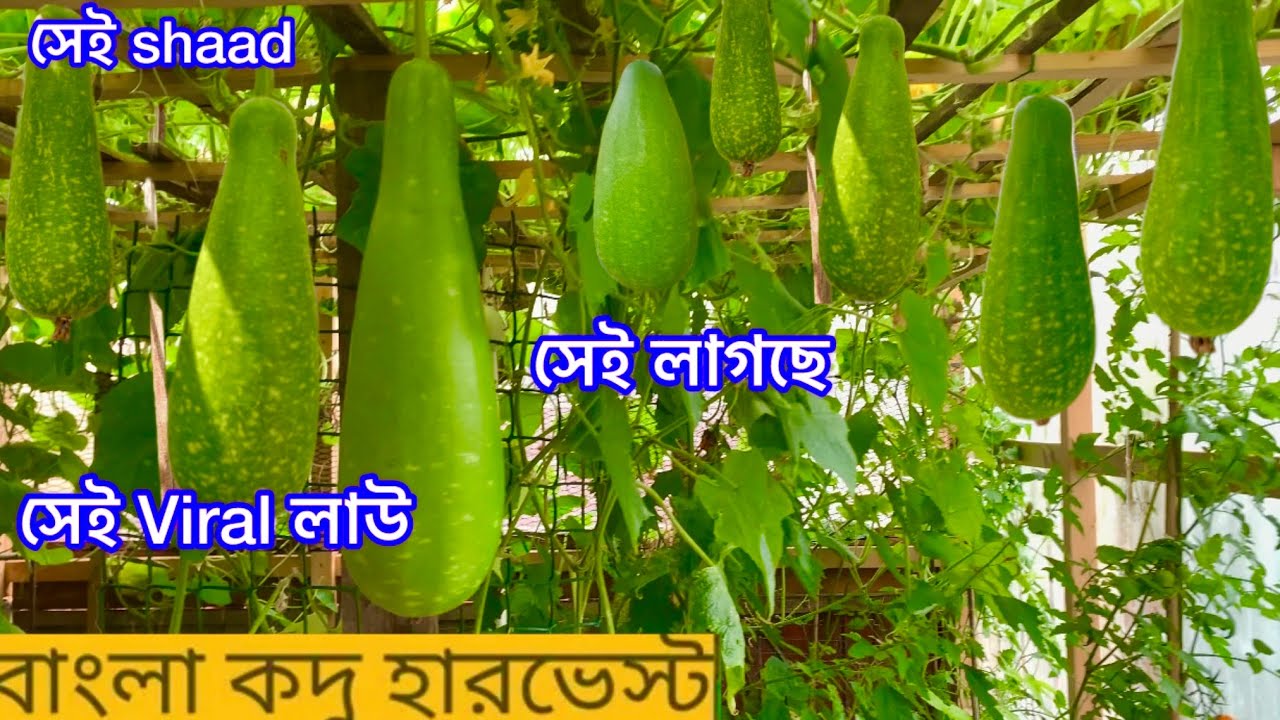 অবশেষে আছকে অনেক বড় বড় মটকি লাউ হারভেস্ট করছি Harvesting Big Lau SHOKHER BAGAN UK 2025 