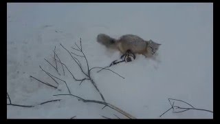 Охота с капканами 2015. Поймал двух корсаков. Охота с капканами 2015. Поймал двух корсаков.