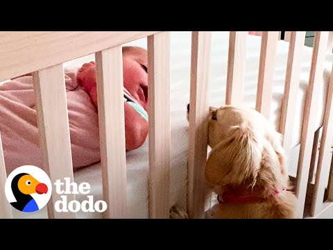 Tiny Dog Didn't Like Kids Until She Got A Baby Sister | The Dodo