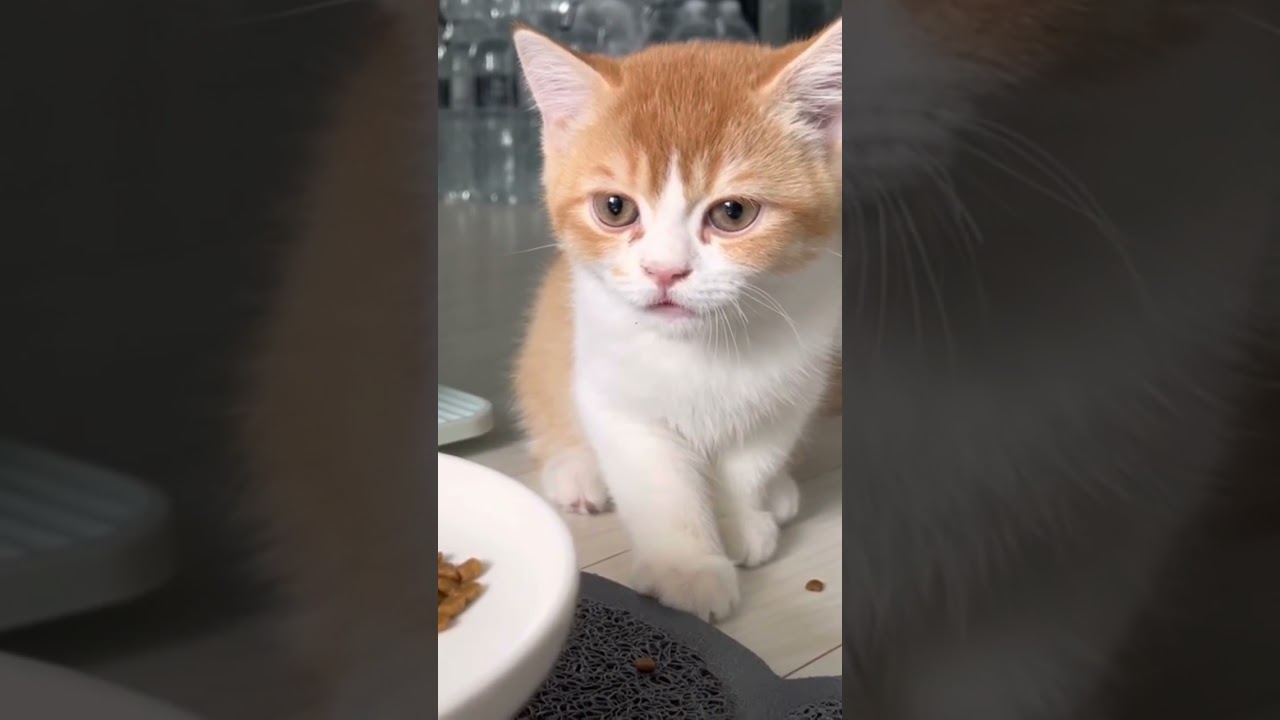 쫍쫍쫍~ 엄마 젖주세용( plz mom milk)