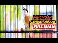 PANCINGAN CENDET MACET BUNYI, CENDET GACOR FULL ISIAN