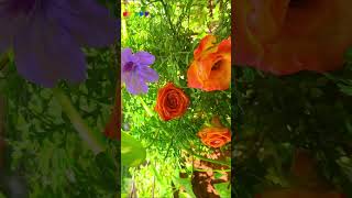 Download Lagu Oru Mani Adithal💝Hariharan melody Hits🎼💜🧡🎼🧡💜🎼🧡💜🎼💜🧡1996 movie❣️Beautyssss🌿🌿🌿💞💞💞💞 MP3