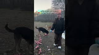 میدانم حالت بده ولی نگران نباش  هاپو  نزهه  البرزخ  حق زندگی  غذا رسانی  کمک  گربه   سمعها