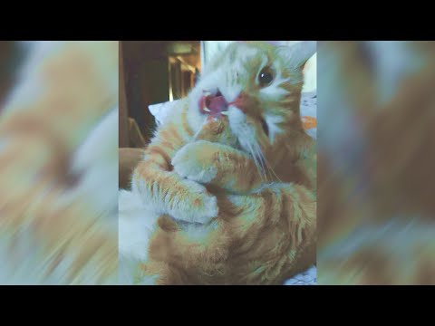 КОТ ГРЫЗЕТ ЛАПУ