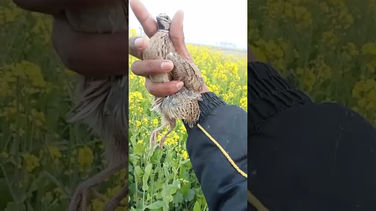 Hunting with quail//amazing bater neating in Pakistan 