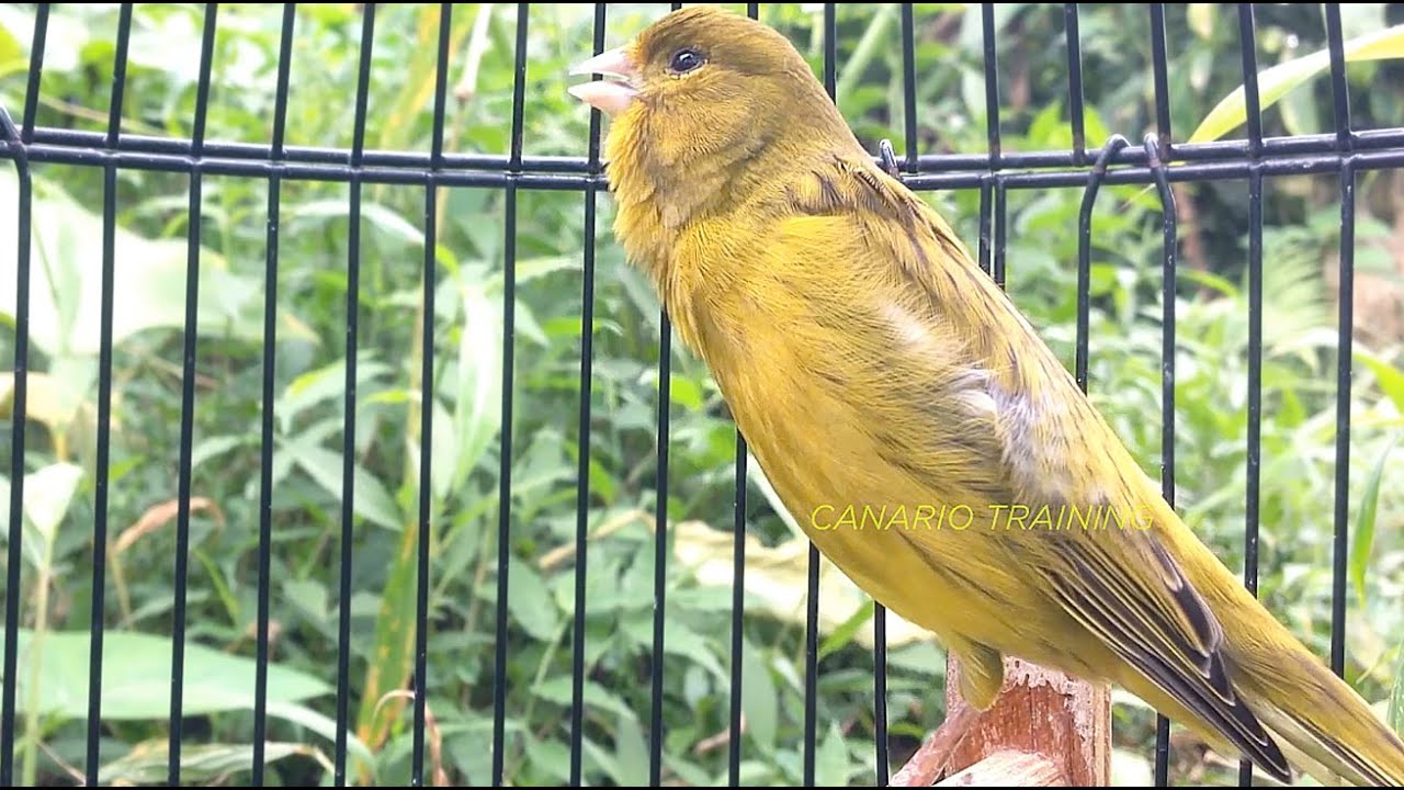 Canário Belga Canta Como Um Verdadeiro Campeão