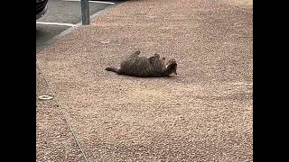 IMG 0825
