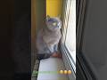 Кицюня #cat #cats #кот #catvideos #україна