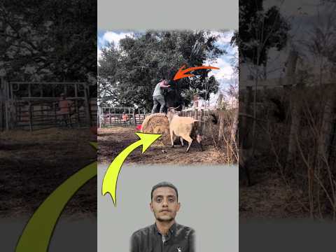 حين يشتد الخطر لا يبقى أمامك إلا أن ترتفع بنفسك عن الأذى فالغضب قد يعمي حتى أهدأ المخلوقات 