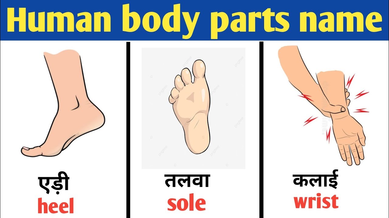 Human Body Parts Name Hindi To English Body Parts Vocabulary Common human-body-parts-name-hindi-to-english-body-parts-vocabulary-common