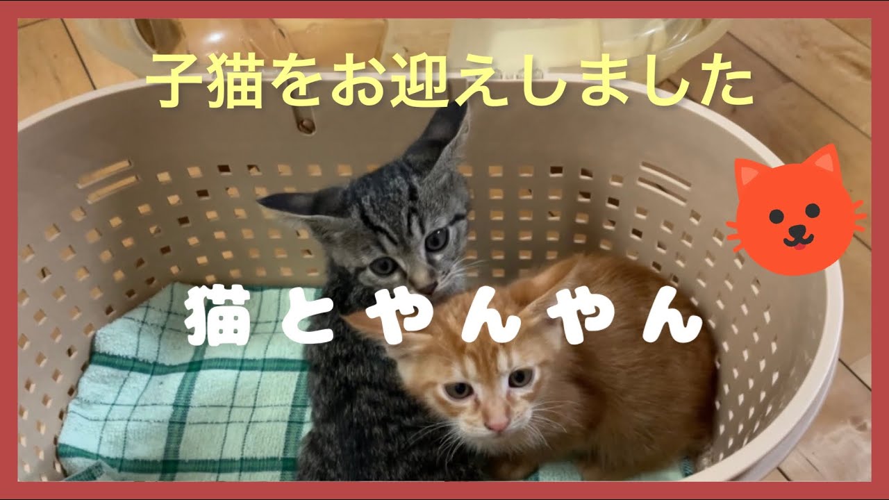【猫んチ】生まれて1か月半の子猫😻をお迎えしました❤️これからよろしくです💕