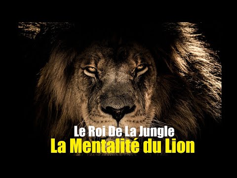 Vidéo: Pourquoi le lion est-il le roi des bêtes ?