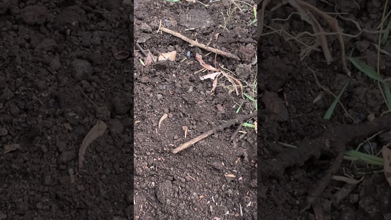 salade à semer en juillet - Démonstration